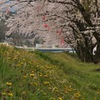 黄色と桃色