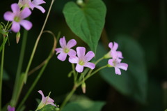 日陰で咲いてました