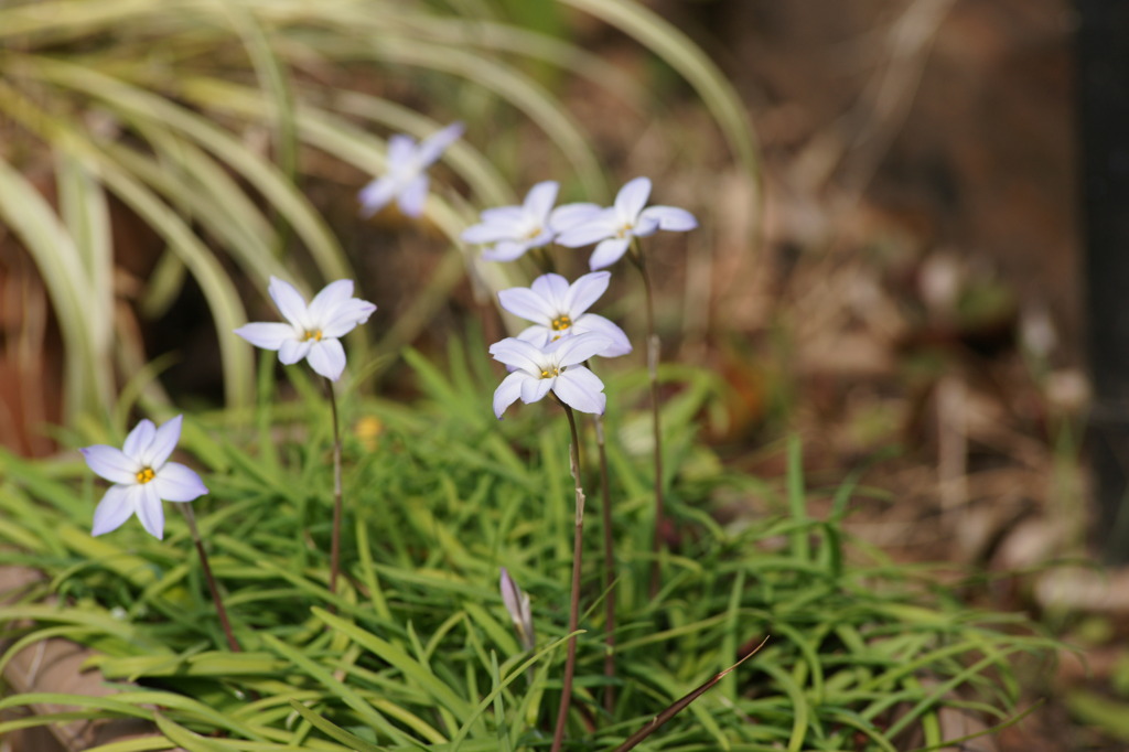 tsp003　庭の花