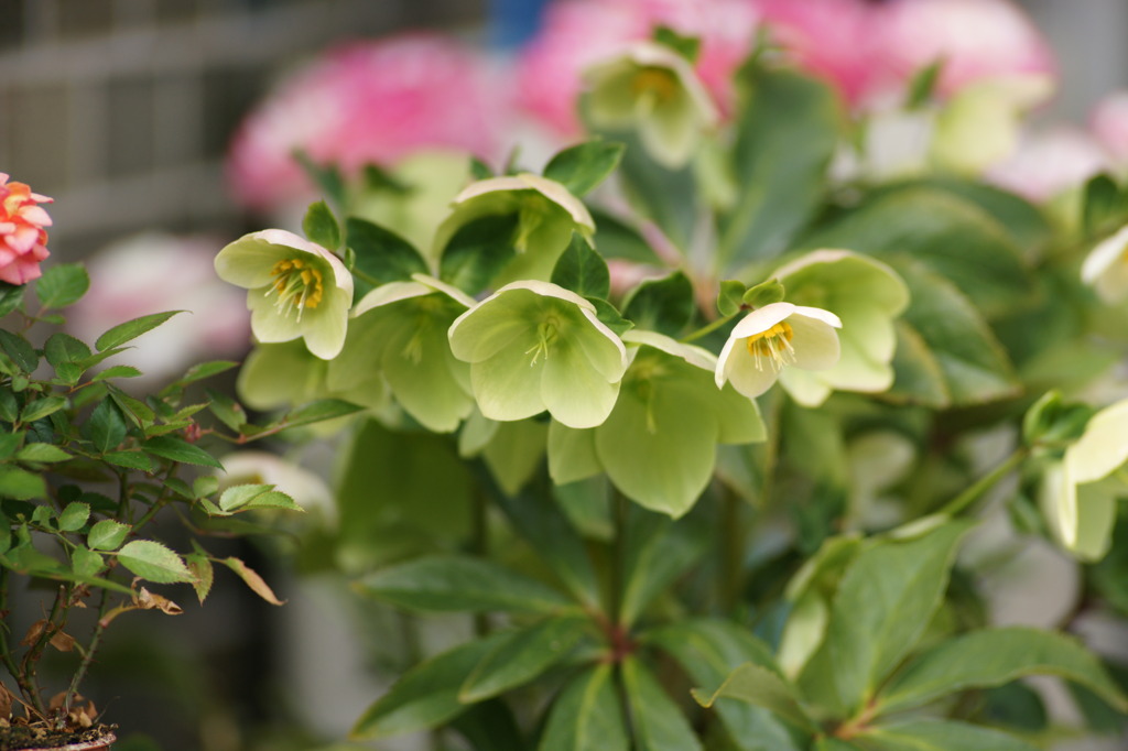 tsp006　庭の花