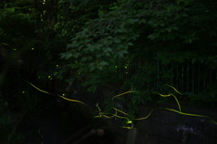 ゲンジホタル