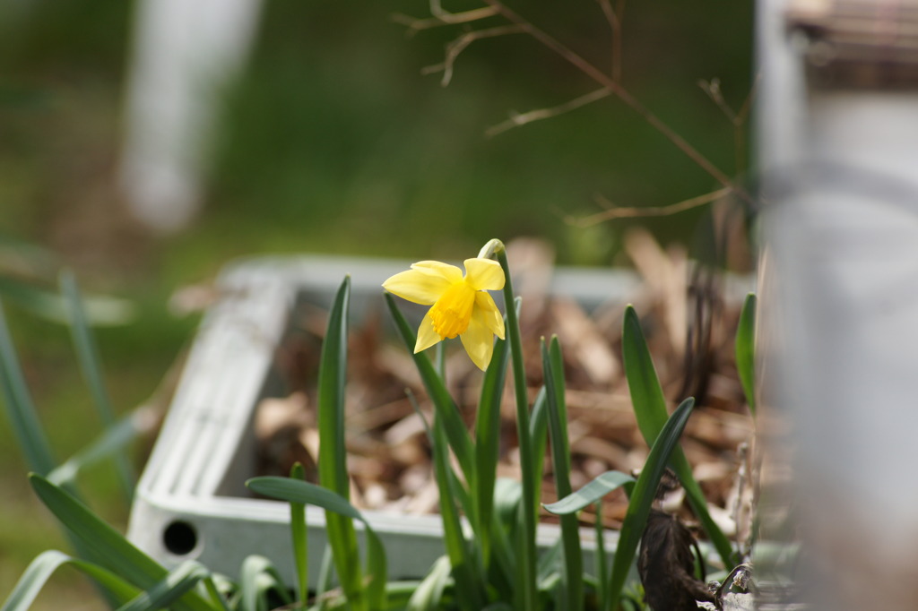 tsp007　庭の花