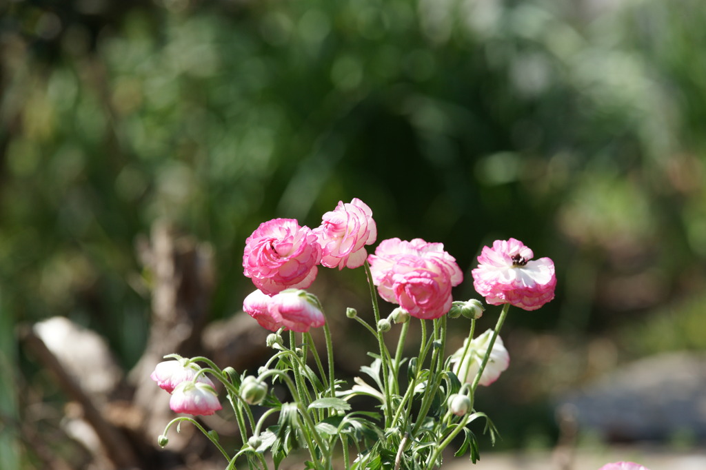 お気に入りの花