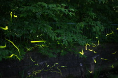 ゲンジホタル