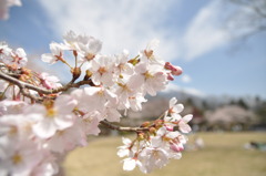 桜