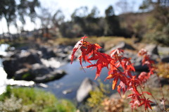 紅葉