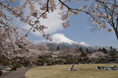 富士と桜