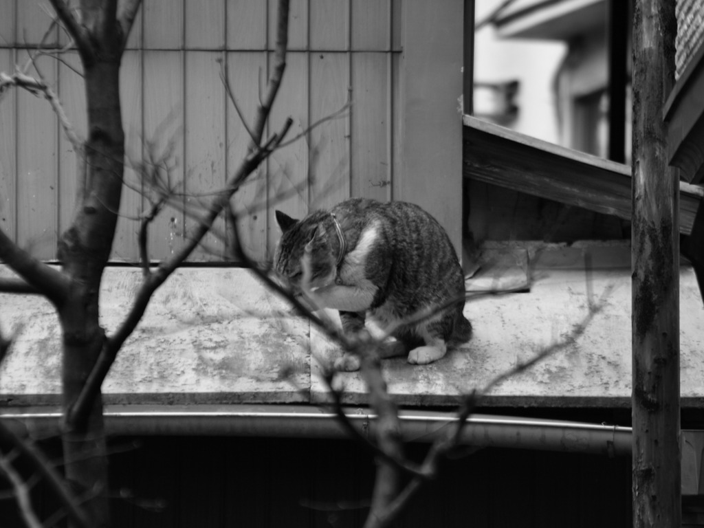 お手入れ中