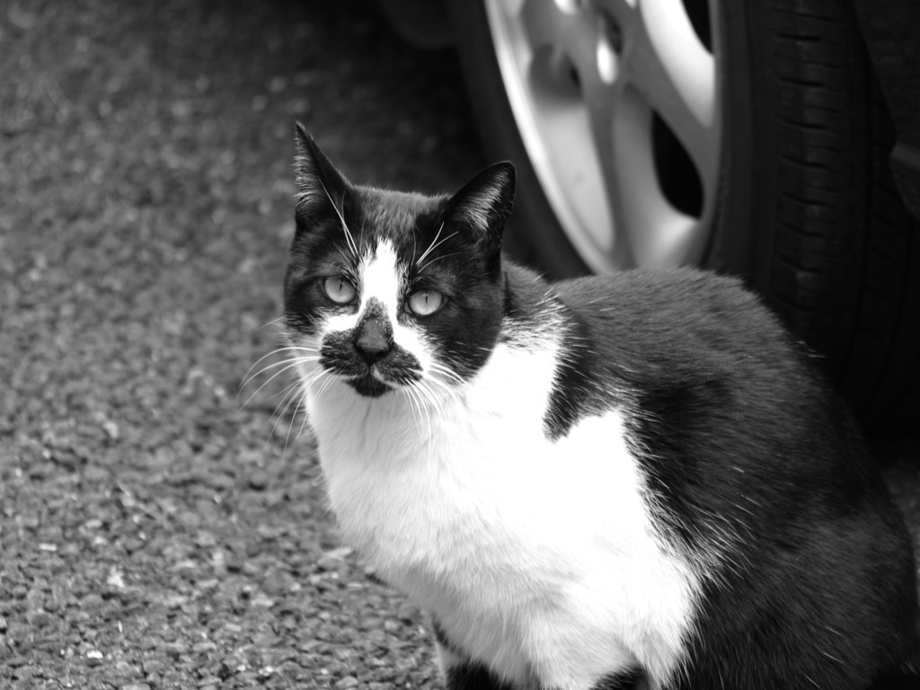 髭があるので、我輩が猫である