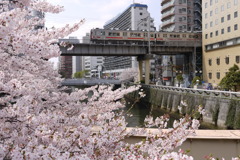 桜と東急目黒線