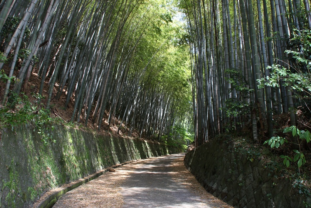 竹林