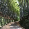竹林