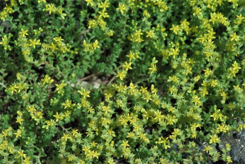 ミクロの花たち