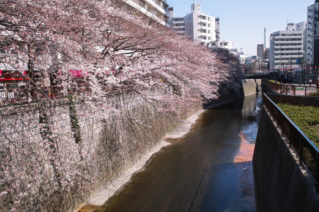 お花見、まずまず