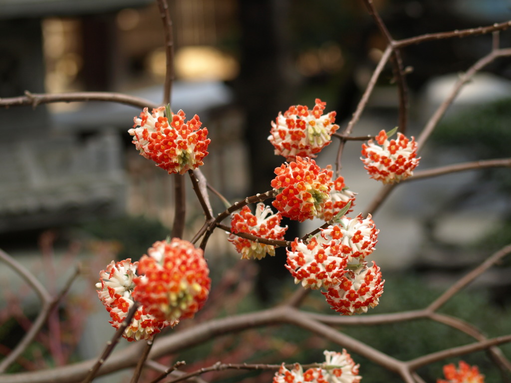サクラの時期に咲く珍しい花　アカバナミツマタ