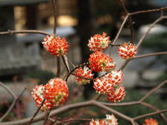 サクラの時期に咲く珍しい花　アカバナミツマタ