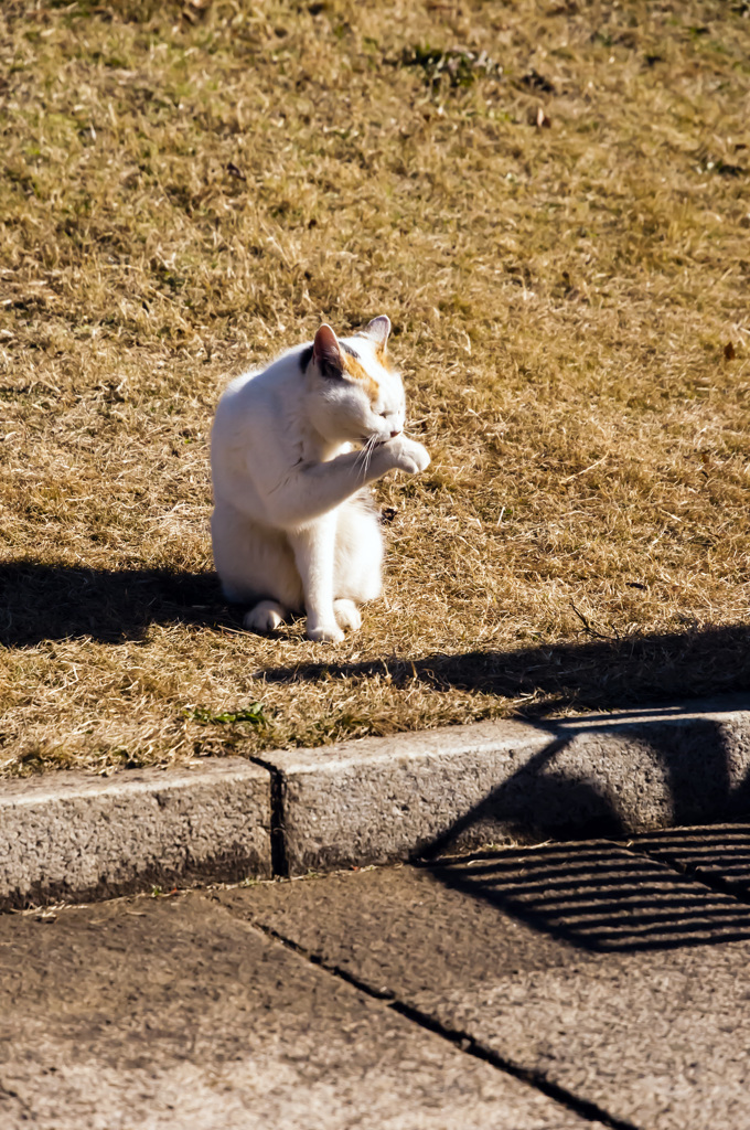 ひなたぼっこ