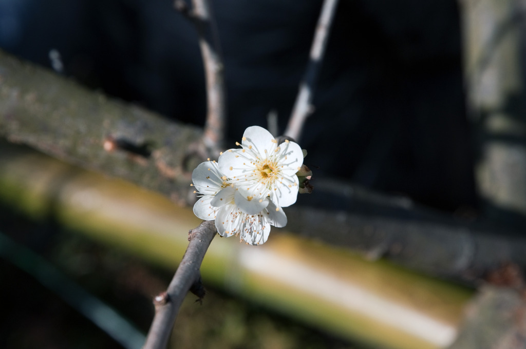 梅花