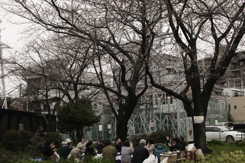 咲いてるけどちょっと早くない宴会は？