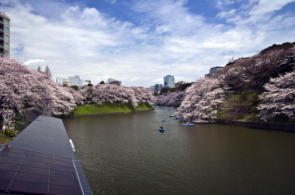桜10