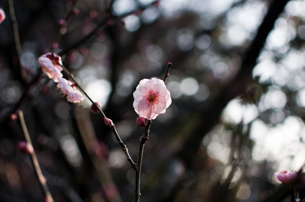 梅花