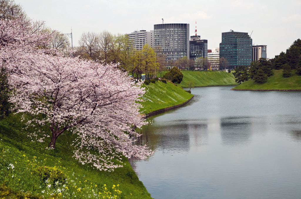 桜5