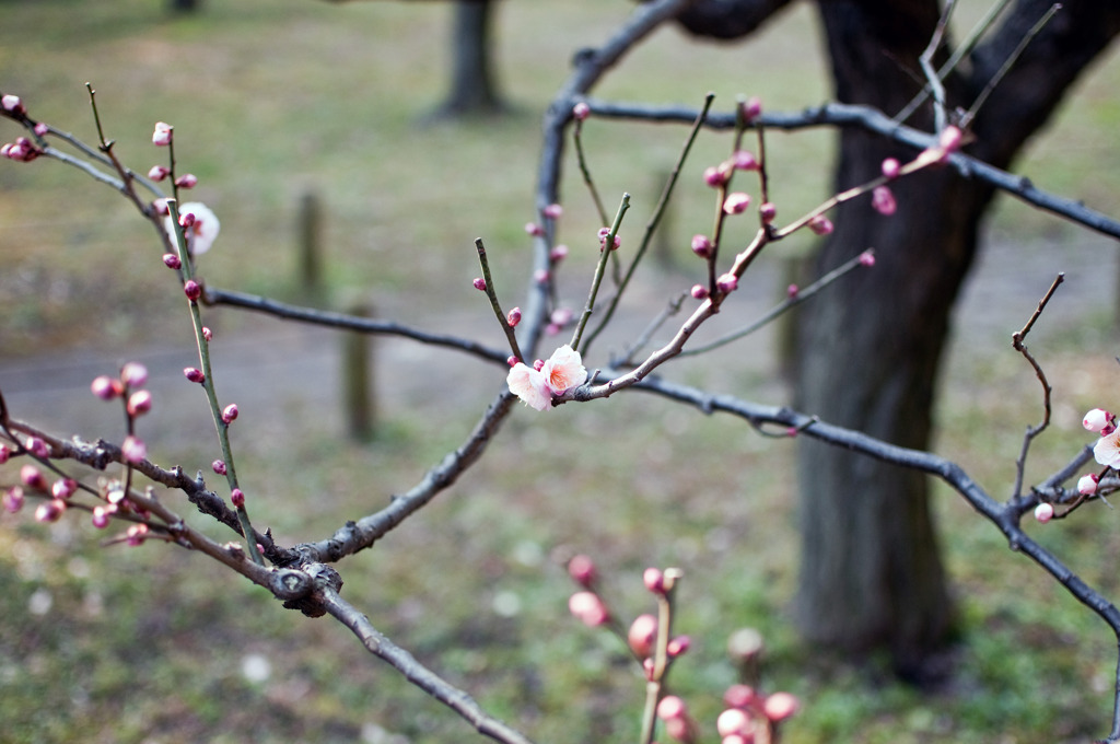 梅花