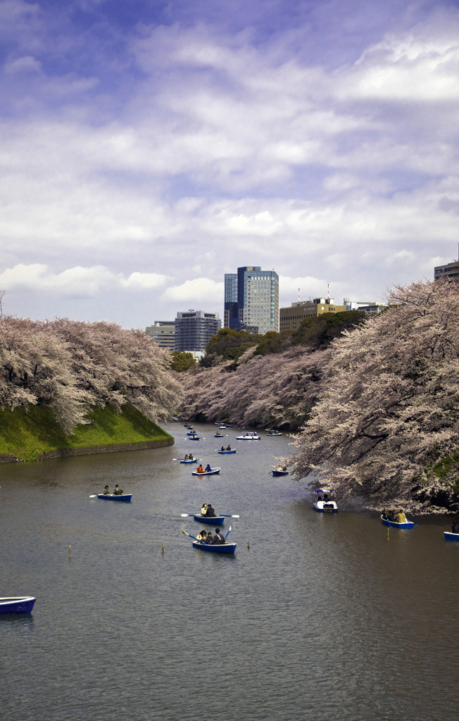桜