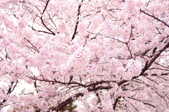 前橋の桜