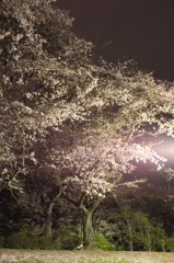 城之内公園夜桜