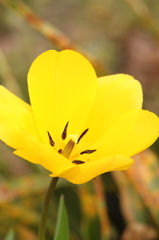 前橋の花