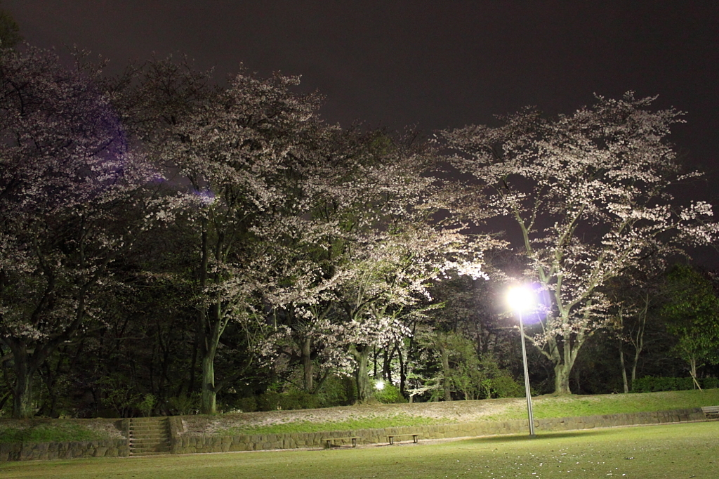城之内公園夜桜2