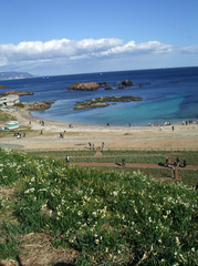 水仙と海
