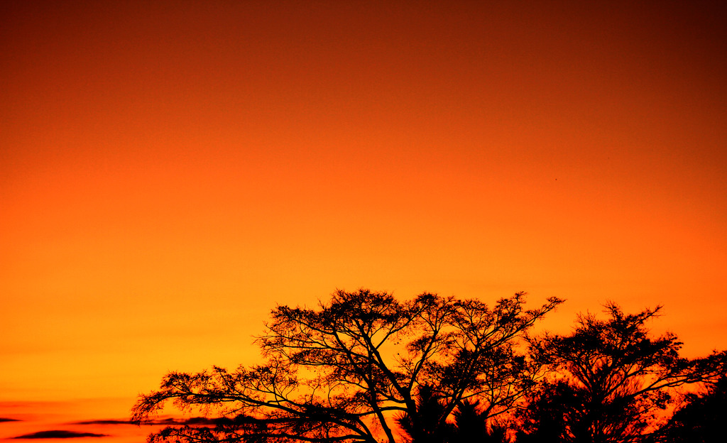 The Morning Glow