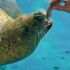 Seal eats bait