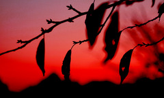 Sunset of Colored Leaves