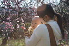 梅の花と息子
