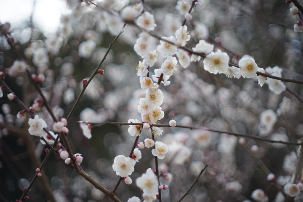 梅の花