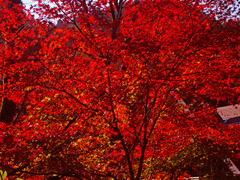 高尾山