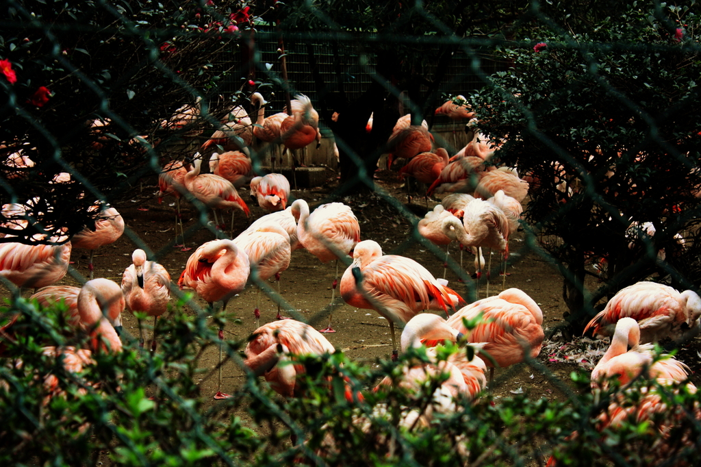 Flamingo