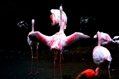 Flamingo