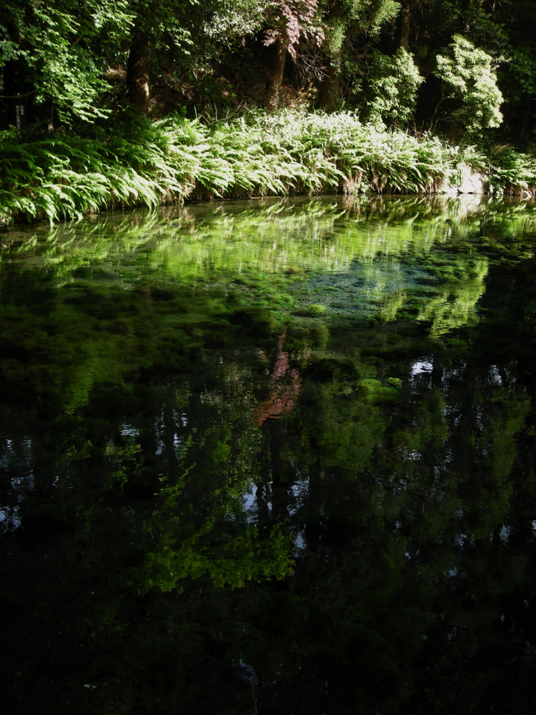 白川水源　in 熊本