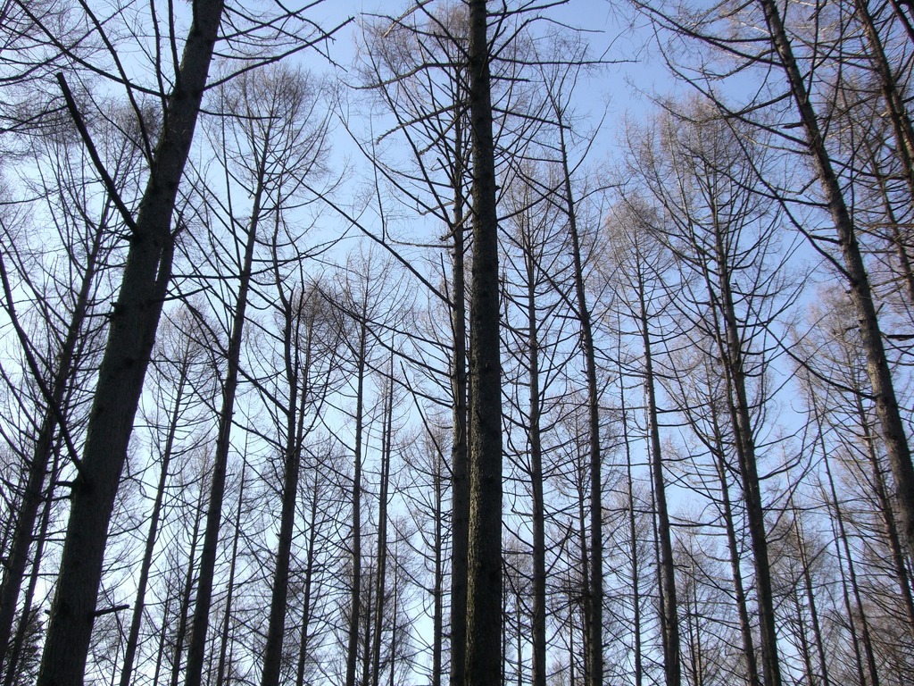 林