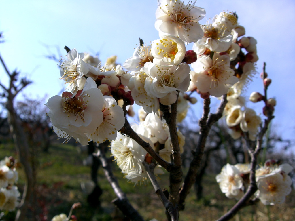 梅の花