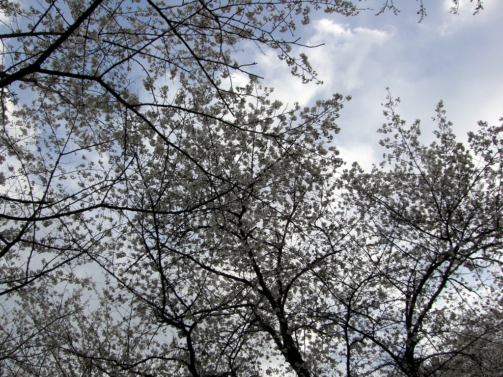 桜の花