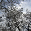 桜の花