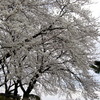 さくらのはな