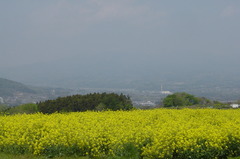 菜の花畑