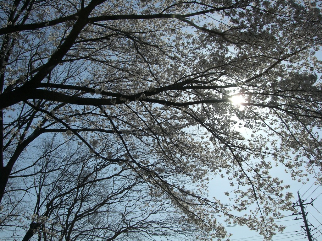 桜のトンネル