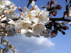 桜のはな